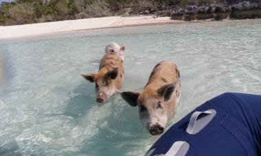 Откуда на багамах плавающие свиньи Свиньи багамы